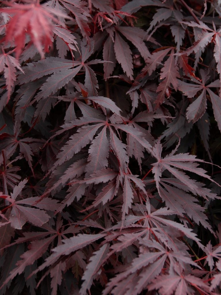 Burgundy Lace Japanese Maple (ACER PA. BURGUNDY LACE) - 3 gallon 24"