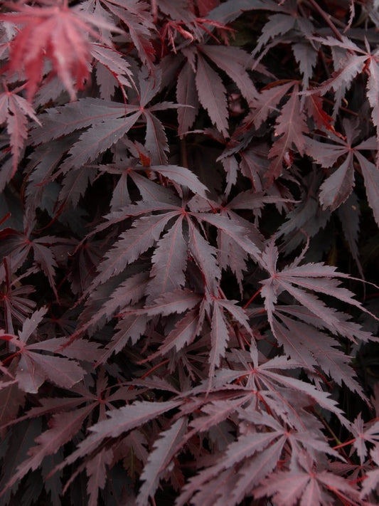 Burgundy Lace Japanese Maple (ACER PA. BURGUNDY LACE) - 3 gallon 24"