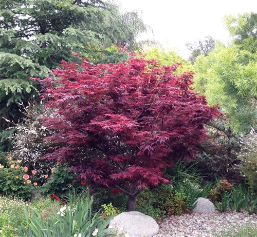 Red Leaf Japanese Maple (ACER PA. ATROPURPUREA) - 3 gallon 24-30"