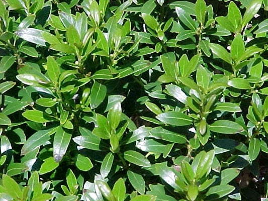 Shamrock Holly (ILEX GLABRA SHAMROCK) - 3 gallon 15"