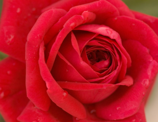 Kashmir Rose (ROSE E.E. KASHMIR) - 2 gallon