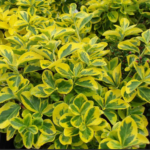 Emerald ‘n Gold Wintercreeper (EUONYMUS FOR. EMERALD N GOLD) - 2 gallon 10"