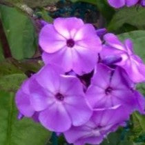 Flame® Pro Lilac Garden Phlox (PHLOX PAN. FLAME LILAC) - 1 gallon