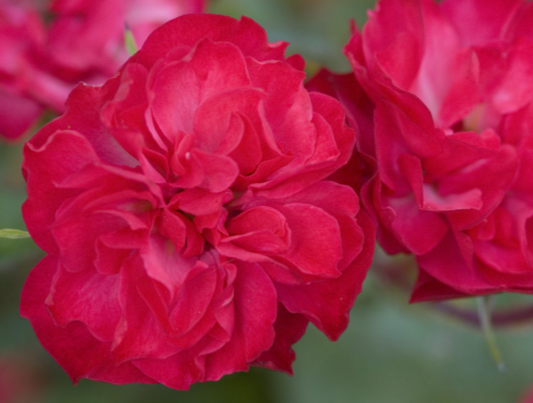 Mystic Fairy® Rose (ROSE E.E. MYSTIC FAIRY) - 2 gallon