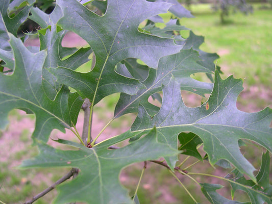 Pin Oak (QUERCUS PALUSTRIS) - 3 gallon