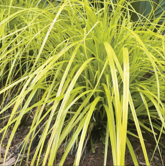 Evercolor® Everillo Gold Weeping Sedge (GRASS - CAREX EVERILLO) - 1 gallon