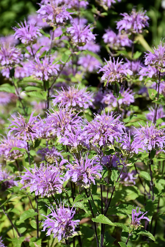 Blue Stocking Bee Balm (MONARDA D. BLUE STOCKING) - 1 gallon