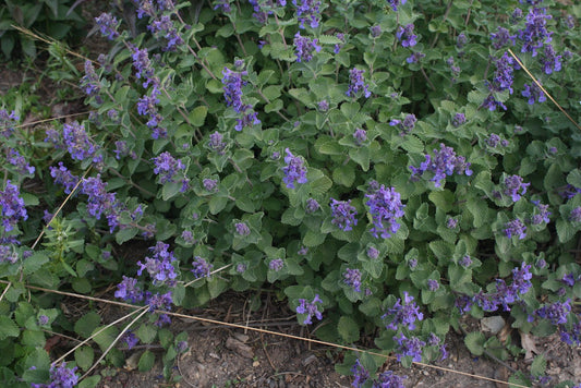 Early Bird Catmint (NEPETA EARLY BIRD) - 1 gallon