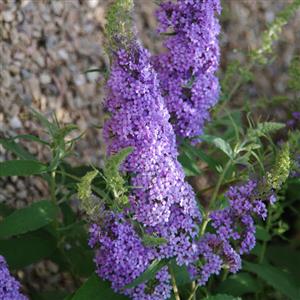 Buzz® Sky Blue Butterfly Bush (BUDDLEIA BUZZ SKY BLUE) - 3 gallon