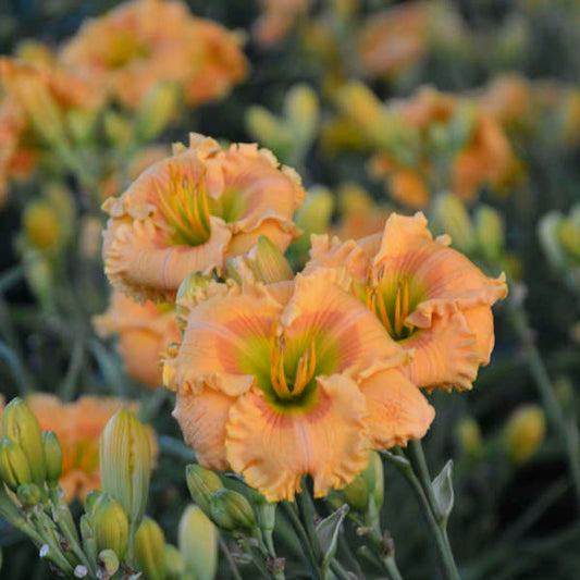 Rainbow Rhythm® 'Orange Smoothie' Daylily (HEM RAINBOW RHYTHM ORANGE SMOOTHIE) - 1 gallon