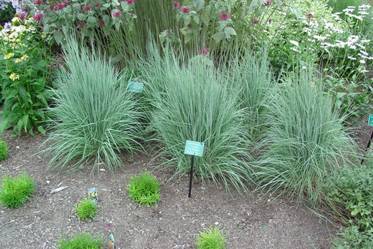 The Blues Little Bluestem (GRASS - SCHIZACHYRIUM THE BLUES) - 2 gallon