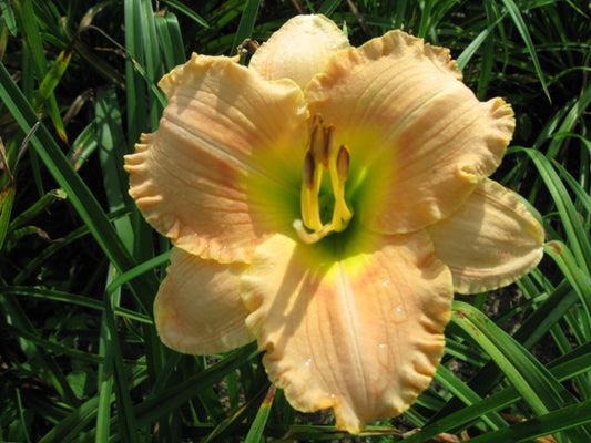 Elegant Candy Daylily (HEM T.A.N. ELEGANT CANDY) - 1 gallon