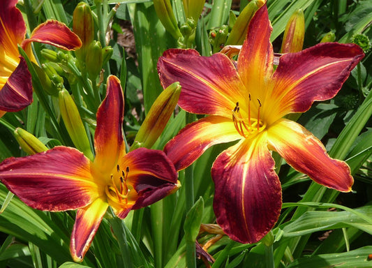 Rainbow Rhythm® 'Ruby Spider' Daylily (HEMER RUBY SPIDER) - 1 gallon