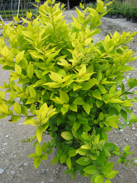 Golden Vicary Privet (LIGUSTRUM X VICARYI) - 3 gallon 15"
