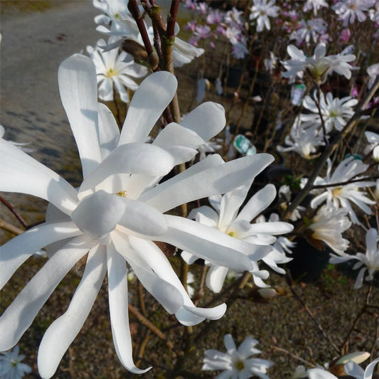 Royal Star Magnolia (MAGNOLIA S. ROYAL STAR) - 3 gallon 24-30"