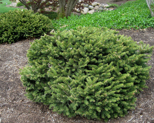 Dwarf Norway Spruce (PICEA ABIES PUMILA) - 3 gallon 12"