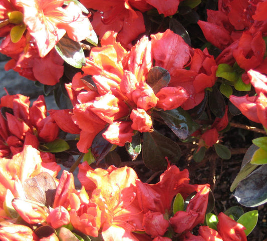 Girard’s Crimson Azalea (AZALEA GIRARDS CRIMSON) - 3 gallon 15"