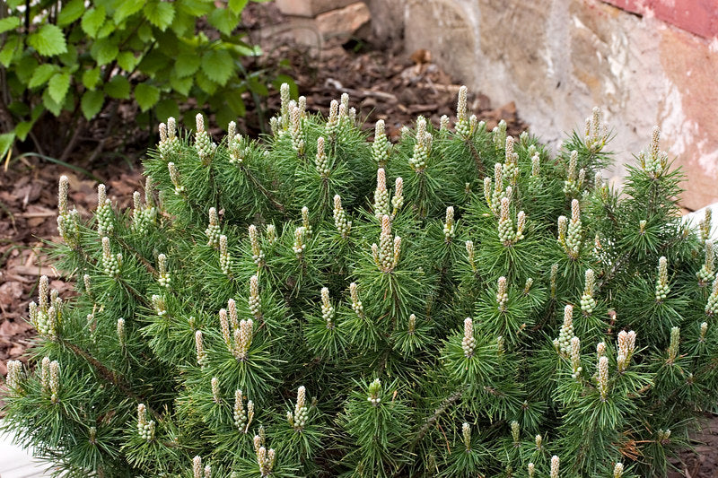 Enci Mugo Pine (PINUS MUGO ENCI) - 3 gallon 12"