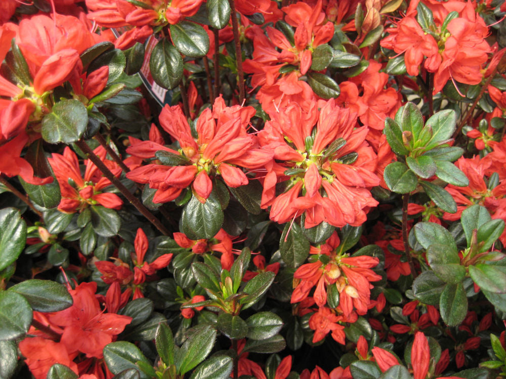 Stewartstonian Azalea (AZALEA STEWARTSTONIAN) - 3 gallon 15"