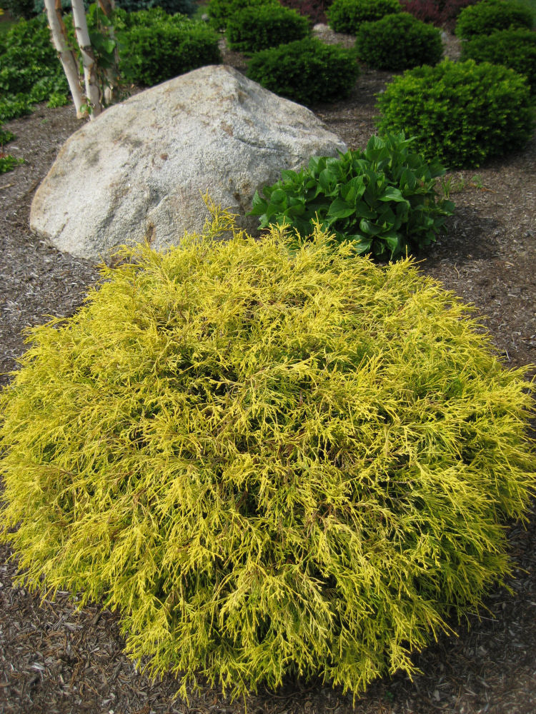 Gold Mop Cypress (CHAM. P. F. MOPS) - 3 gallon 15"