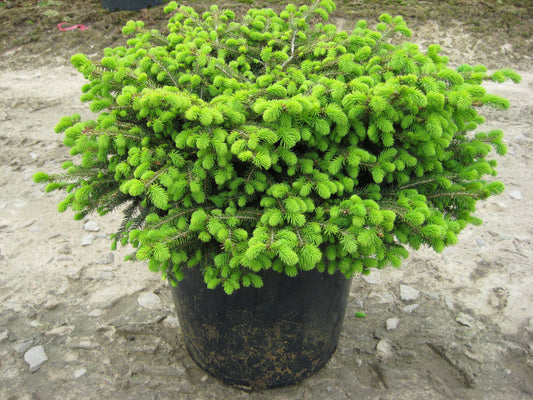 Bird's Nest Spruce (PICEA ABIES NIDIFORMIS) - 3 gallon 15"