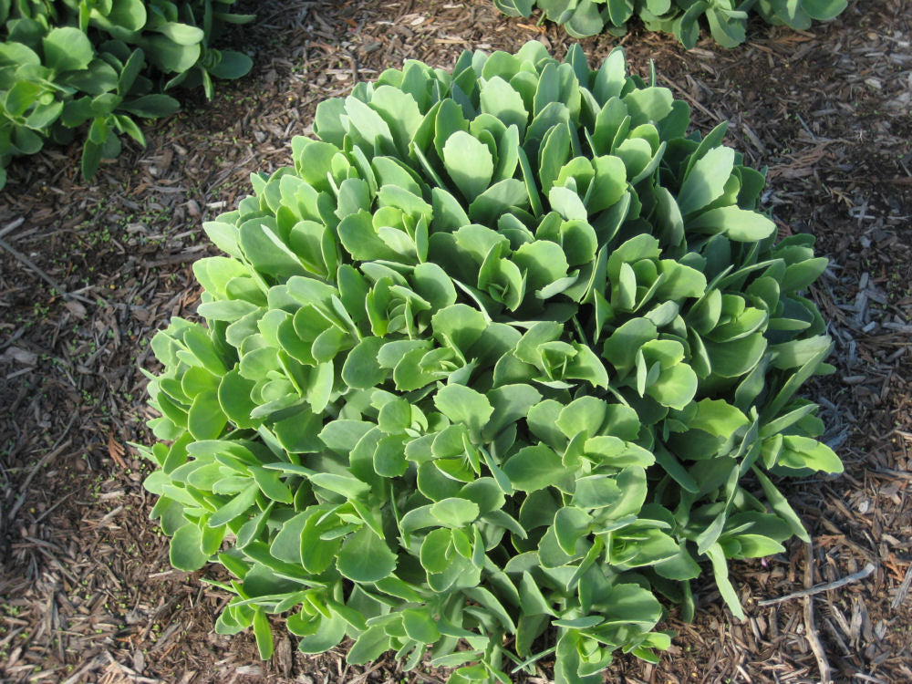 Autumn Joy Stonecrop (SEDUM AUTUMN JOY) - 1 gallon