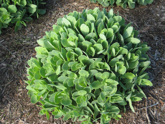 Autumn Joy Stonecrop (SEDUM AUTUMN JOY) - 1 gallon