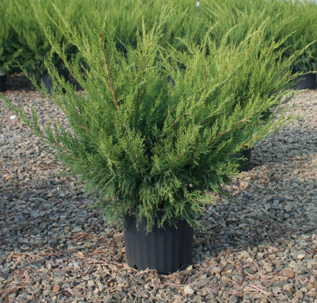 Sea Green Juniper (JUNIPER C. SEA GREEN) - 3 gallon 15"