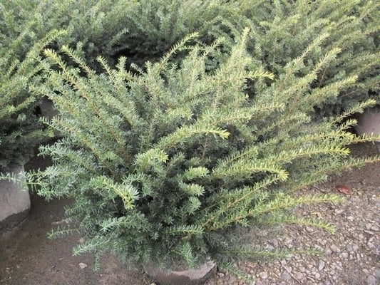 Everlow  Yew (TAXUS MEDIA EVERLOW) - 3 gallon 12"