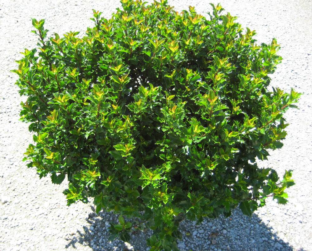 Emerald Magic® Meserve Holly (ILEX X WILLEMER) - 3 gallon 15"