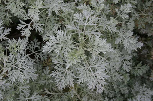 Powis Castle Artemisia (ARTEMISIA X. POWIS CASTLE) - 1 gallon