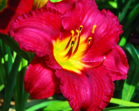 Pardon Me Daylily (HEMER PARDON ME) - 1 gallon