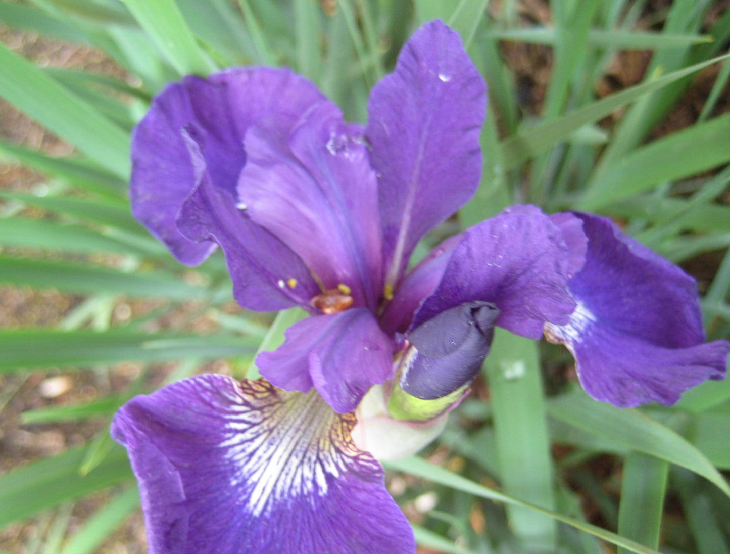 Caesar's Brother Siberian Iris (IRIS SIBERICA CAESARS BROTHER) - 1 gallon