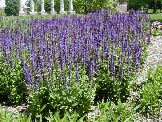 East Friesland Meadow Sage (SALVIA X S. H. EAST FRIESLAND) - 1 gallon