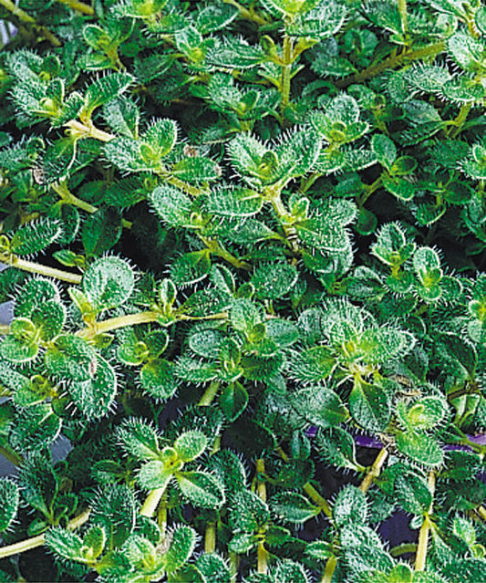 Woolly Thyme (N&C THYMUS PSEUDO. WOOLY) - 1 gallon