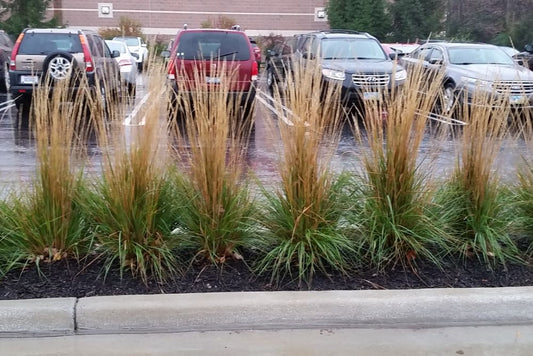 Karl Foerster Feather Reed Grass (GRASS - CAL. X KARL FOERSTER) - 3 gallon