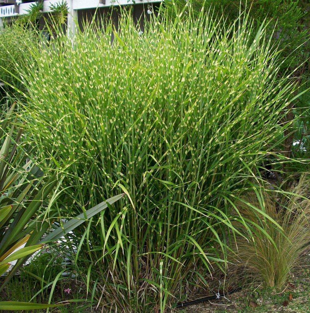 Porcupine Grass (GRASS - M. S. STRICTUS) - 3 gallon
