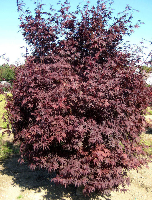 Crimson Prince Japanese Maple (ACER PA. CRIMSON PRINCE) - 3 gallon 24"