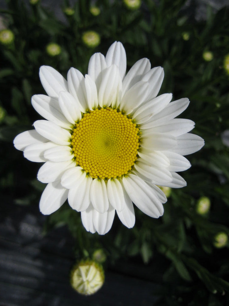Becky Shasta Daisy (LEUCANTHEMUM X S. BECKY) - 1 gallon