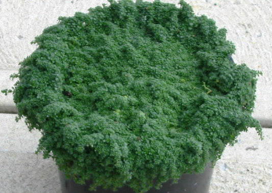 Creeping Thyme 'Elfin' (THYMUS SERPYLLUM ELFIN) - 1 gallon