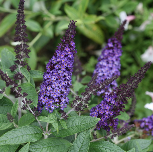 Pugster Blue® Butterfly Bush
 (BUDDLEIA PUGSTER BLUE) - 3 gallon