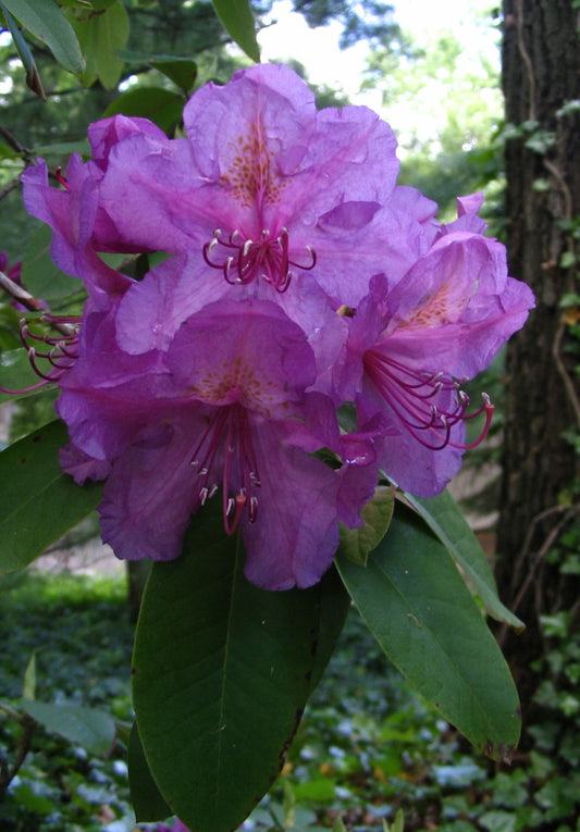 Lee's Dark Purple Rhododendron (RHODO. LEES DARK PURPLE) - 3 gallon 15"