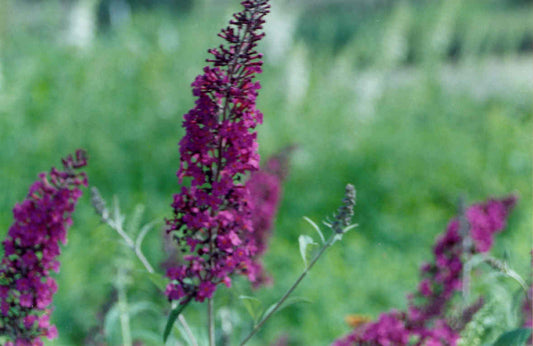 Black Knight Butterfly Bush (BUDDLEIA BLACK KNIGHT) - 3 gallon