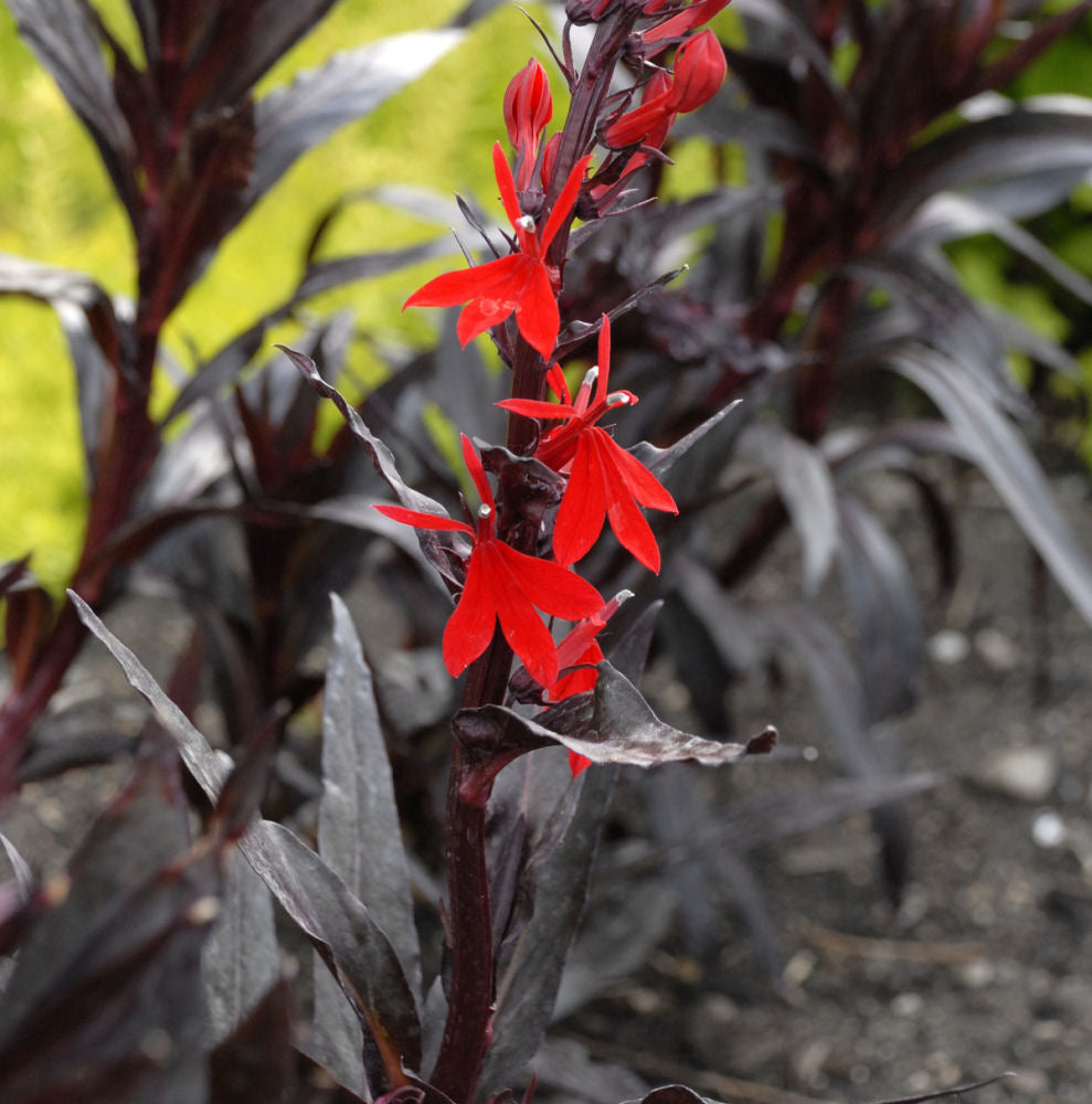 Queen Victoria Cardinal Flower (LOBELIA C. QUEEN VICTORIA) - 1 gallon