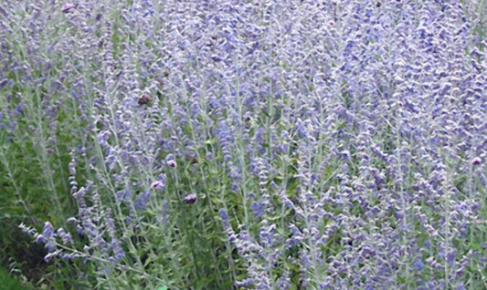Blue Jean Baby Russian Sage (PEROVSKIA ATRIP. BLUE JEAN BABY) - 1 gallon
