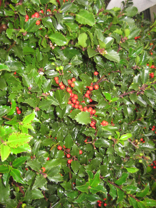 Royal Family (Blue Prince/Blue Princess) Holly (ILEX ROYAL FAMILY-PRINCE/PRINCESS) - 3 gallon 15"