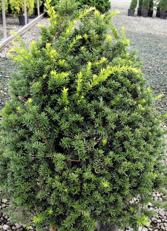 Captain™ Pyramidal Yew (TAXUS CUSP. CAP. CAPTAIN) - 3 gallon 36"