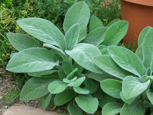 Lamb’s Ear, Woundwort (STACHYS B. HELEN VON STEIN) - 1 gallon