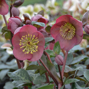 Penny's Pink® Lenten Rose (HELLEBORUS PENNYS PINK) - 1 gallon
