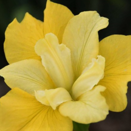 Sunfisher Siberian Iris (IRIS SIBERICA SUNFISHER) - 1 gallon